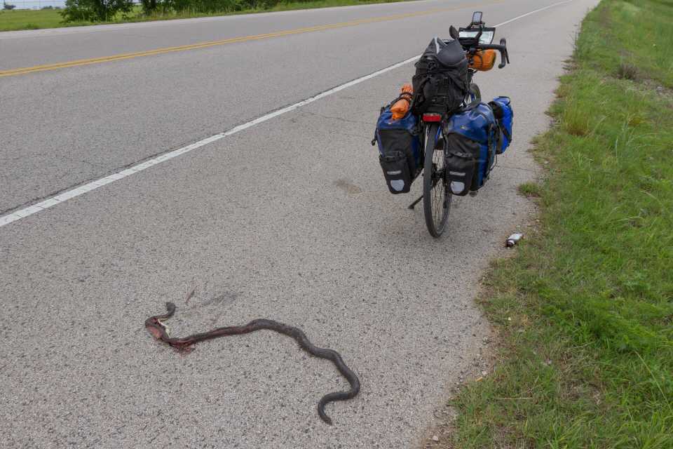 Auch Schlangen gehören zu den Straßen-Tierleichen